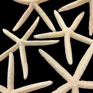 Sea Stars Genuine Starfish Nine (9) Count